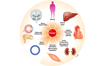 Why NAD has been called the energy currency of the cell